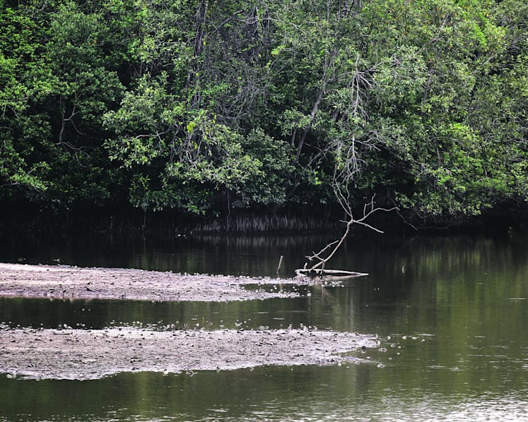 Explainer: Why we need to use nature in the fight against climate change