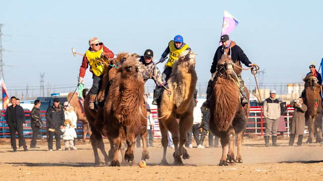内蒙古举行骆驼超级联赛 逾千头骆驼同场竞技促旅游