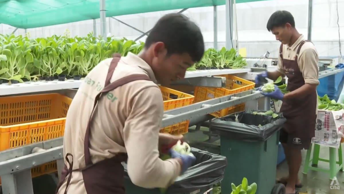 Unsold greens a persistent issue for Singapores vegetable farms;  businesses urge support for local produce - CNA