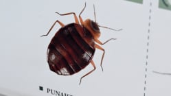 Related article image