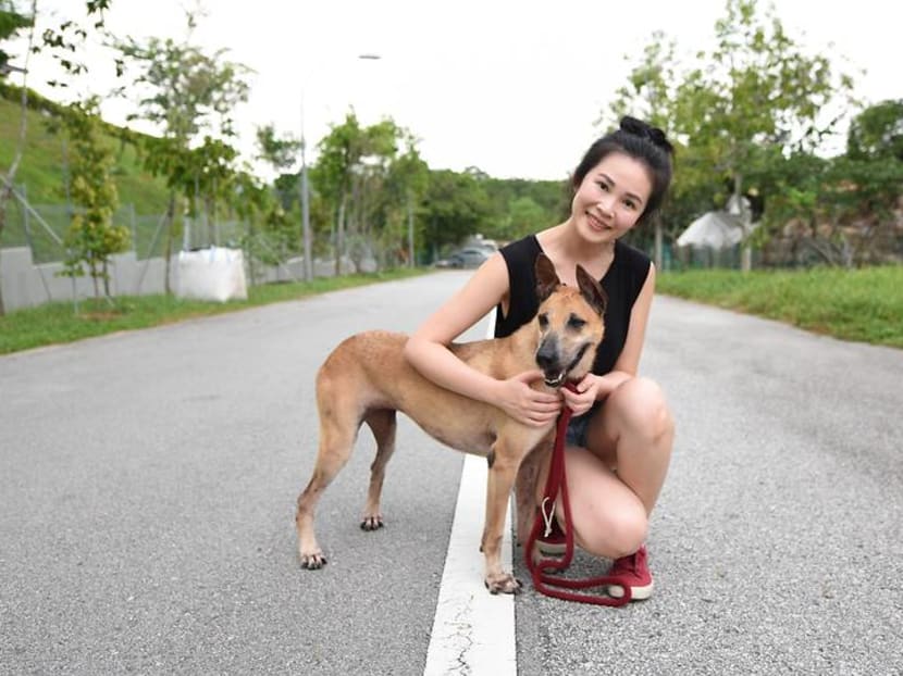 Adopt me! Meet the newly eligible rescue dogs who can now live in HDB flats Adopt me! Meet the newly eligible rescue dogs who can now live in HDB flats