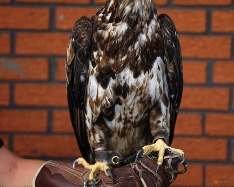 PETA urges Crystal Palace to retire bald eagle mascot Phoenix