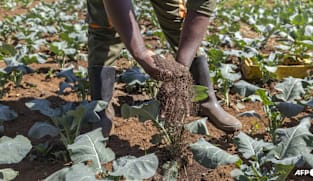 World's soils deteriorating while solutions go unused: UN