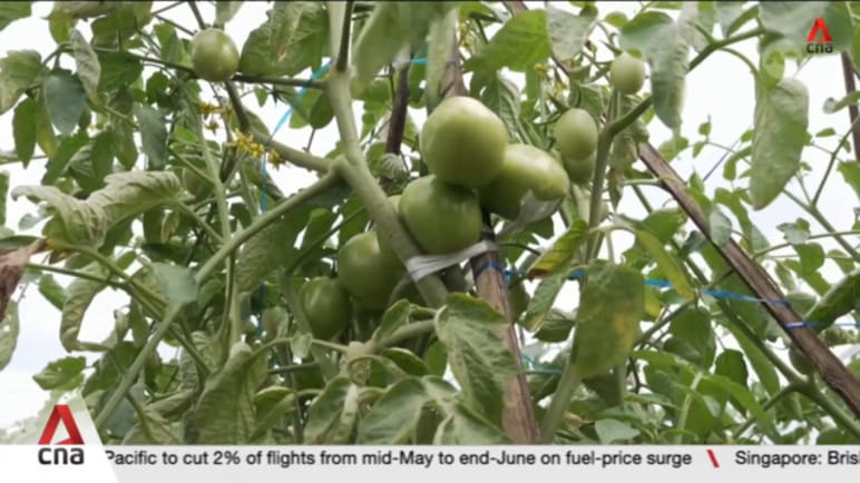 Indonesia bets on quality seeds to boost agriculture