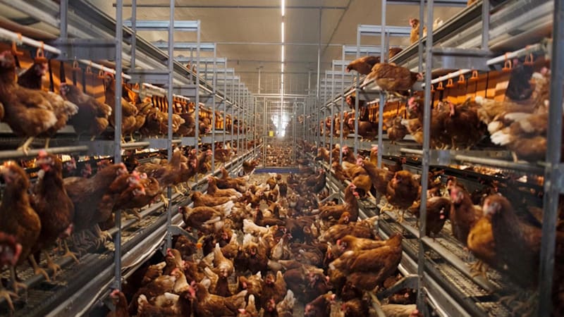 Farming Fish and Eggs in Singapore