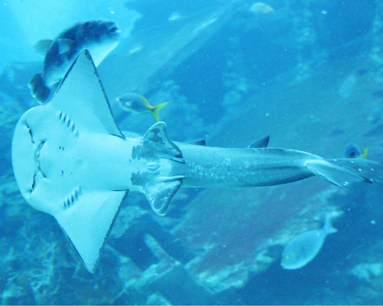More than 500 babies born at S.E.A. Aquarium since last October
