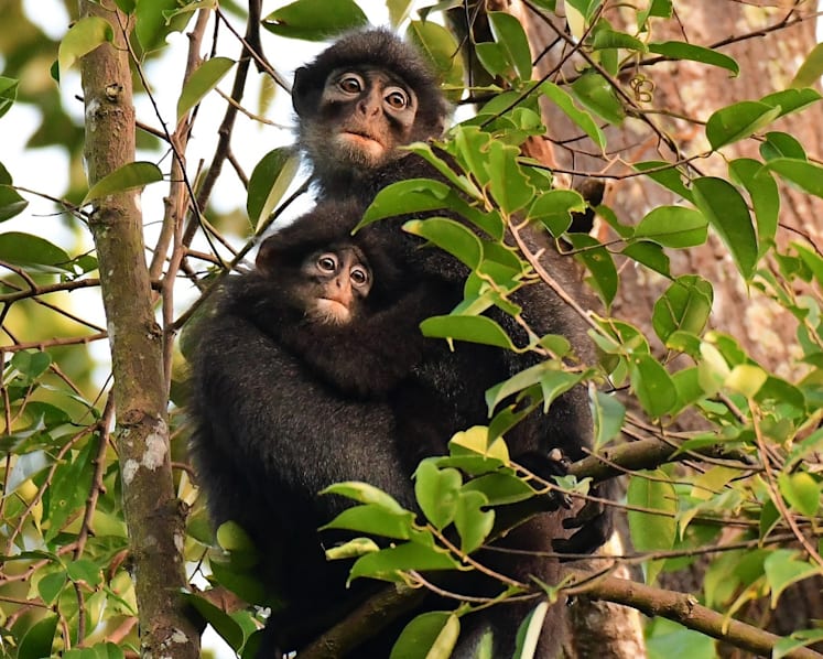 Researchers call for protection of SAF training area to preserve feeding ground for Raffles' banded langur