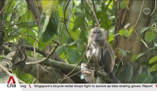 NParks to sterilise long-tailed macaques at Maju Forest to manage population