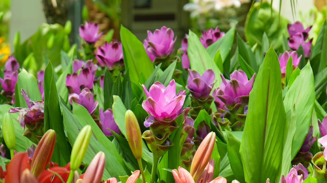 游客到花卉展可欣赏到46种，超过7000株百合花。（图：滨海湾花园）