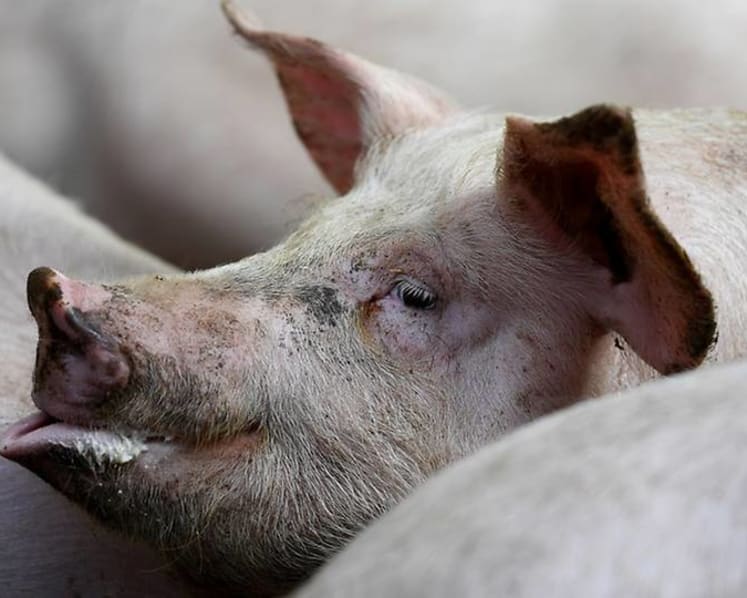 Pig blood: Why and when was it banned in Singapore?
