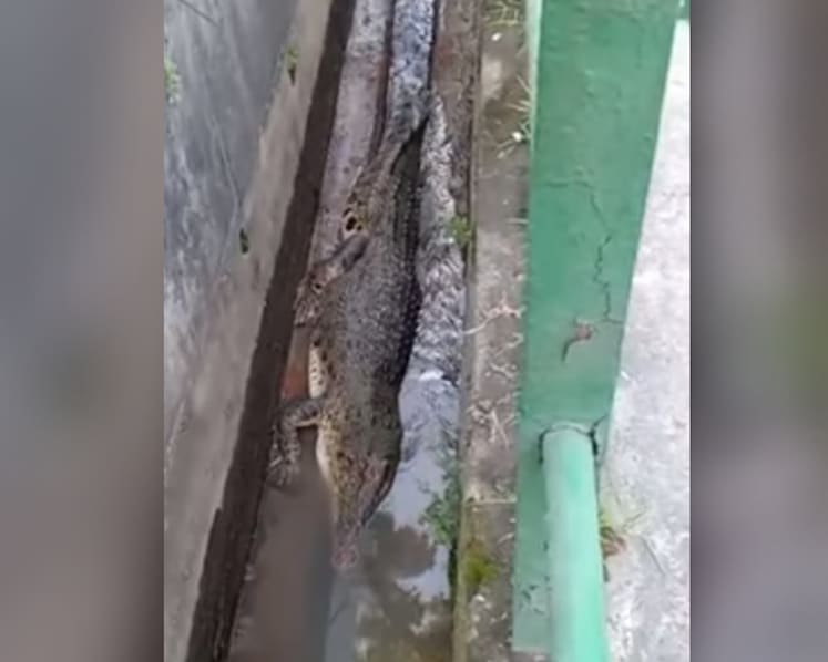 Crocodile appears in Sungei Kadut drain, gets caught