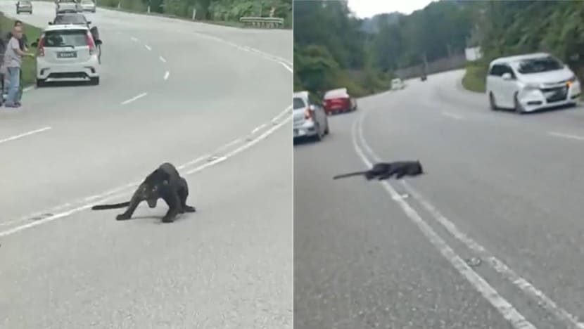 Black panther dies after being hit by car in Malaysia