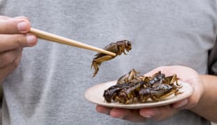 Kuliner unik di Singapura: Jangkrik, belalang dan ulat super kini bisa jadi santapan!