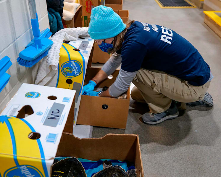 When turtles fly: Cold-stunned animals nursed in Mississippi