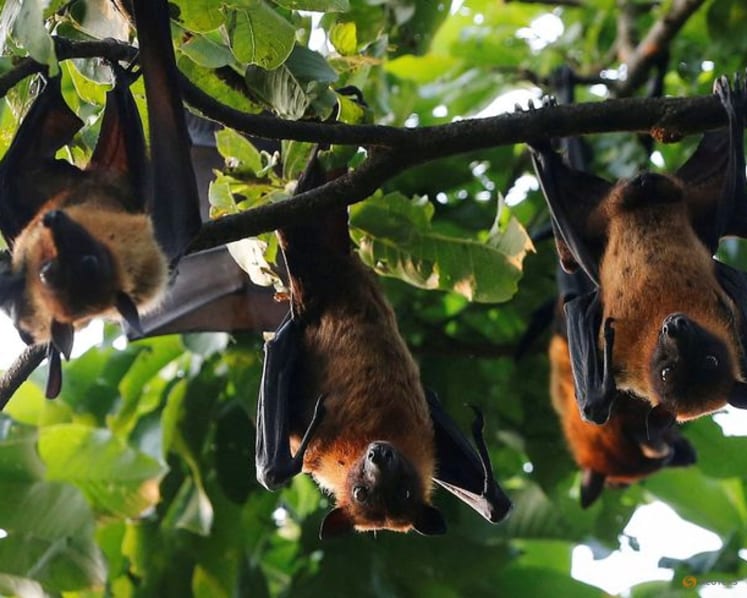 Study reveals evolutionary history of bats, dating back 65 million years