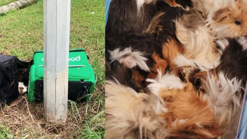 15 guinea pigs found abandoned in food delivery bags 15 guinea pigs found abandoned in food delivery bags