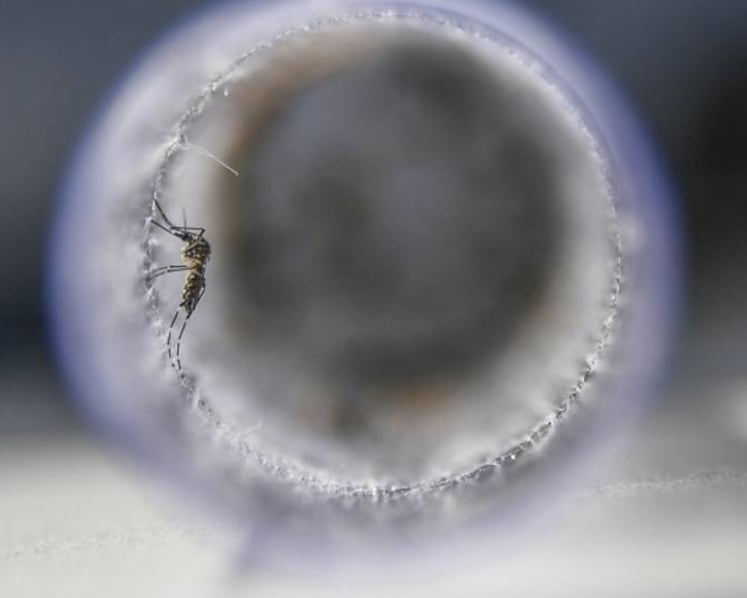 3 cases of Zika reported in Kovan