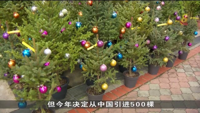 圣诞节脚步逼近 进口圣诞树几乎被预订一空