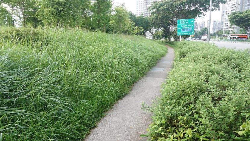 Commentary: Let Singapore’s green spaces grow wild Commentary: Let Singapore’s green spaces grow wild