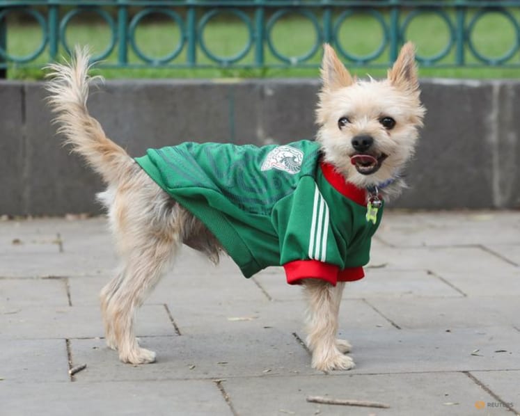 In Mexico, World Cup jerseys fit all shapes, sizes - and species