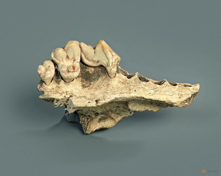 Genetic study identifies earliest-known dog, dating to 15,800 years ago