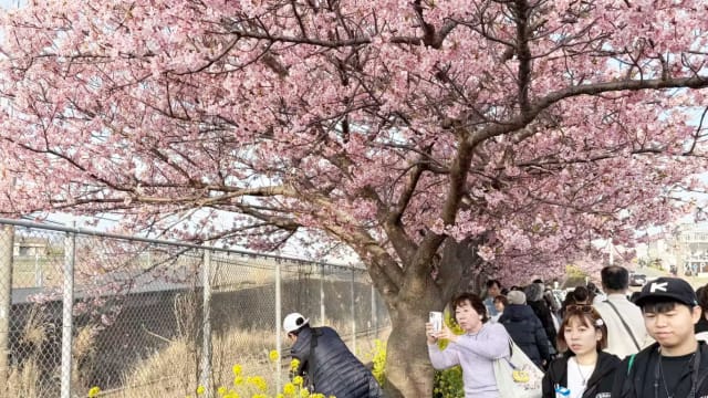 东京和宫崎县樱花季料21日掀序幕