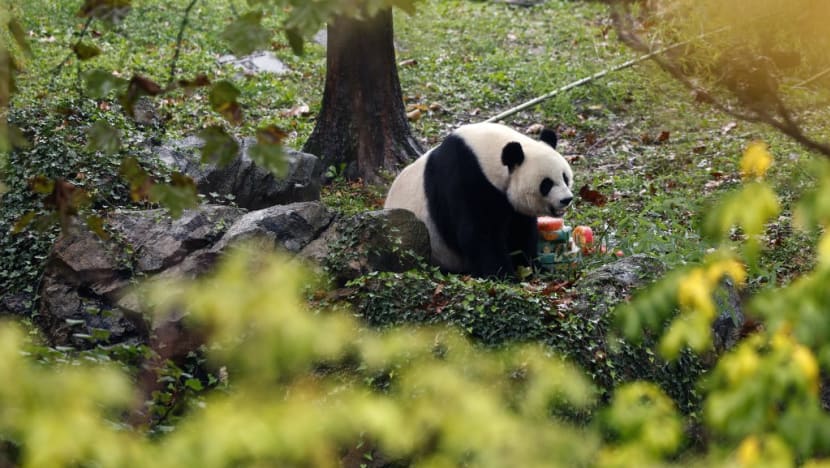 Commentary: Return of China's panda diplomacy with US signals warming of ties after years of tension Commentary: Return of China's panda diplomacy with US signals warming of ties after years of tension