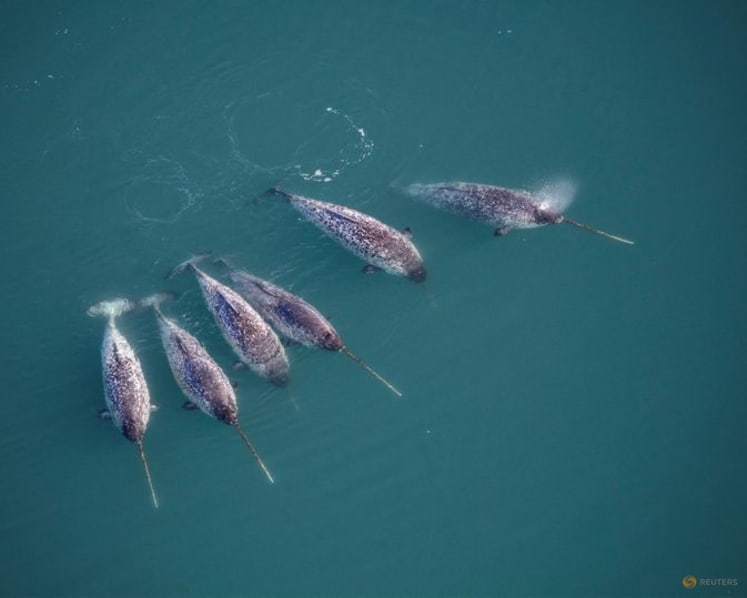 3D X-ray imaging unlocks the secrets of the narwhal's spiral tusk