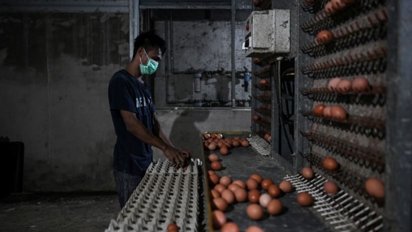 Malaysia cracks out reduced prices for eggs, though experts raise supply issue concerns Malaysia cracks out reduced prices for eggs, though experts raise supply issue concerns