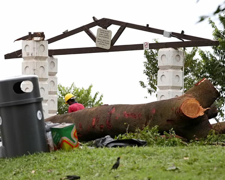Uprooted Sembawang Park tree that injured SMRT staff due for inspection in May 2019: NParks