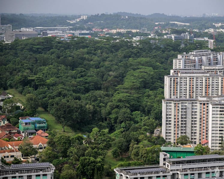Commentary: Forests vs flats? Singapore’s land development debate needs to move beyond that