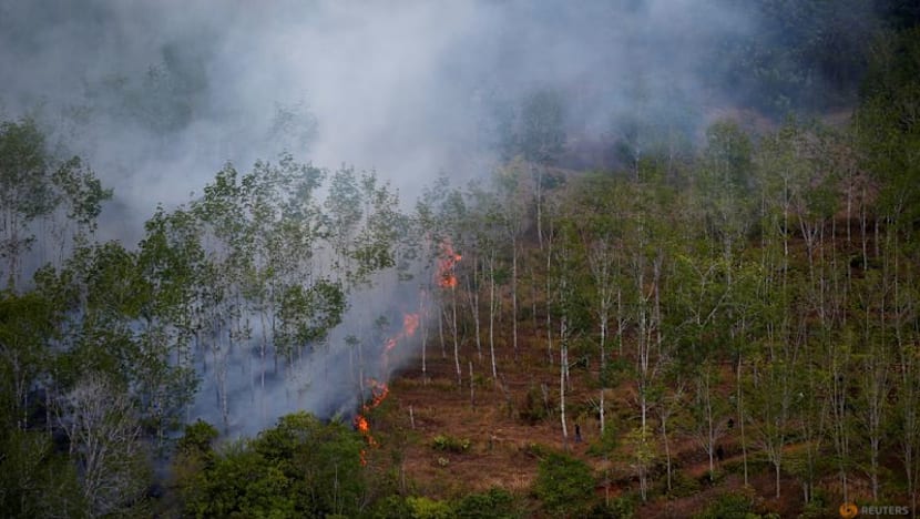 Indonesian forest loss surges by 66% in 2025, driven by Prabowo's self-sufficiency drive: Report