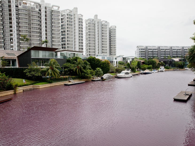 A photograph taken on Jan 14, 2020 of the waterway in Sentosa Cove that has turned pink.