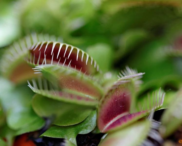 Scientists unlock the secret behind the Venus flytrap's snap