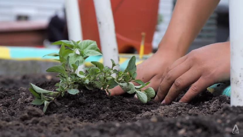 New York pushes plant-based diets across public institutions in bid to cut carbon emissions