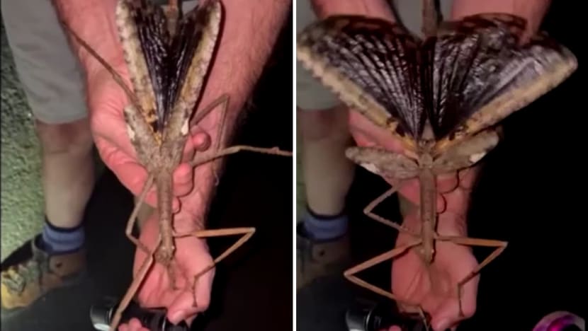 New giant stick insect species is Australia's heaviest, scientists say New giant stick insect species is Australia's heaviest, scientists say