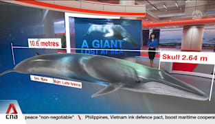 Omura's whale carcass found in Singapore last year sheds light on lesser-known species