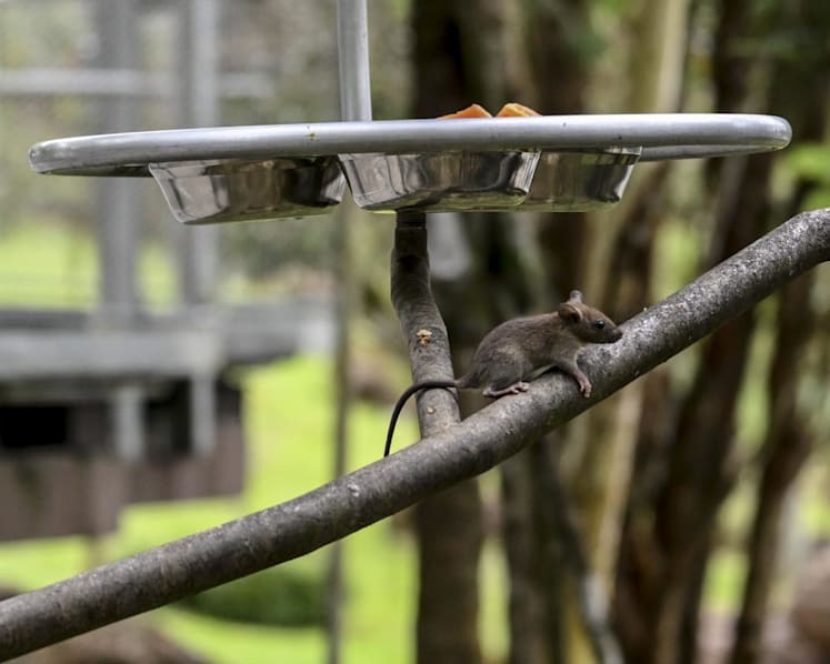 Rats invade Singapore's Bird Paradise