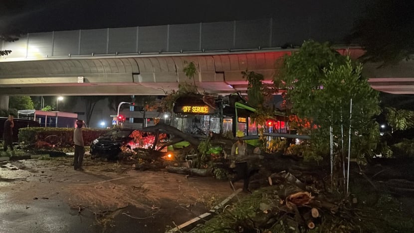 CNA Explains: Are falling trees a problem and what can be done about them? CNA Explains: Are falling trees a problem and what can be done about them?