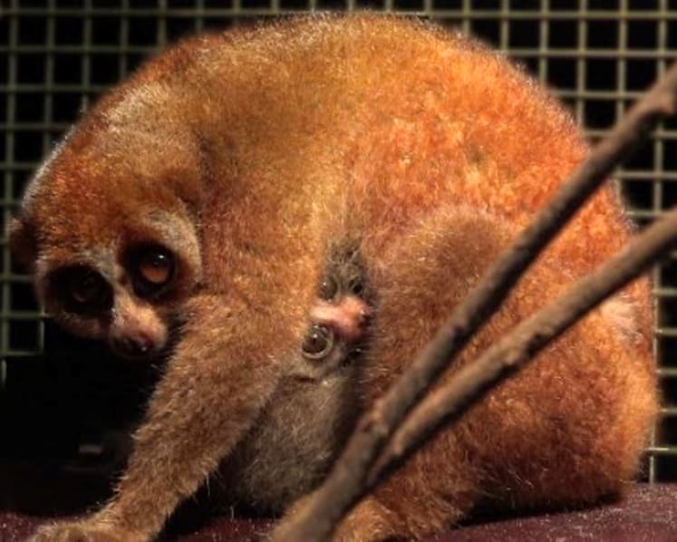 900 newborns across 160 species born at Singapore’s 4 wildlife parks last year