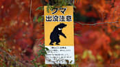 Mass school closures in Japan city as bear roams streets