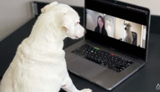 Online vets for pets in Singapore: We tried out Pawlyclinic (get it?)