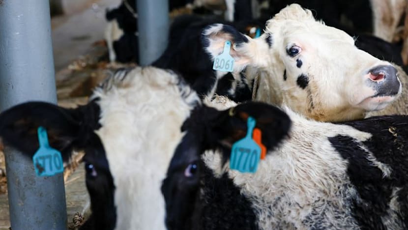 Indonesia imports 1,300 cows from Australia in ambitious dairy plan