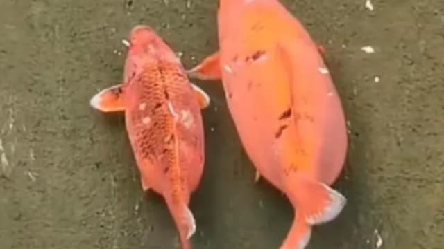 中国景区锦鲤胖成“猪鲤” 游客过度投喂致患病