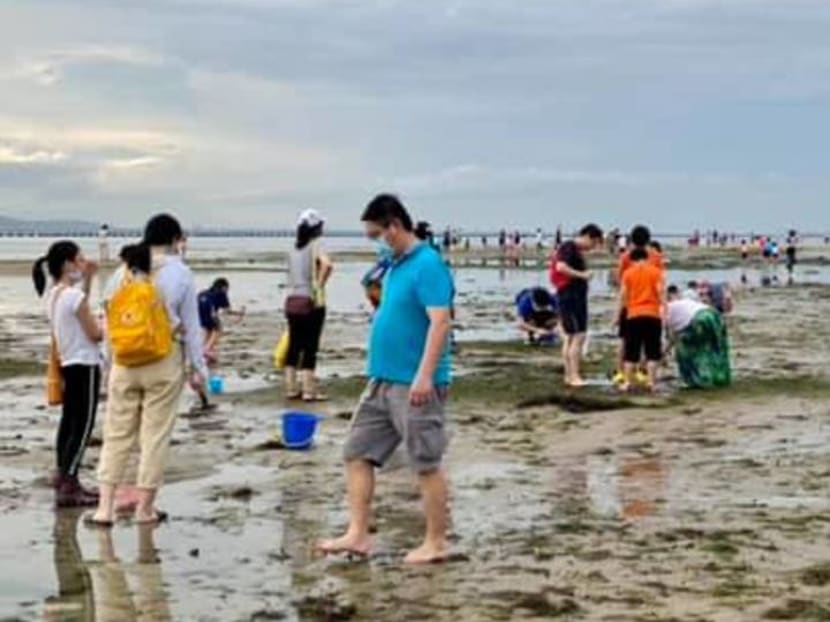 Commentary: Excitement over marine creatures is great, but are we loving Singapore’s shores to death? Commentary: Excitement over marine creatures is great, but are we loving Singapore’s shores to death?