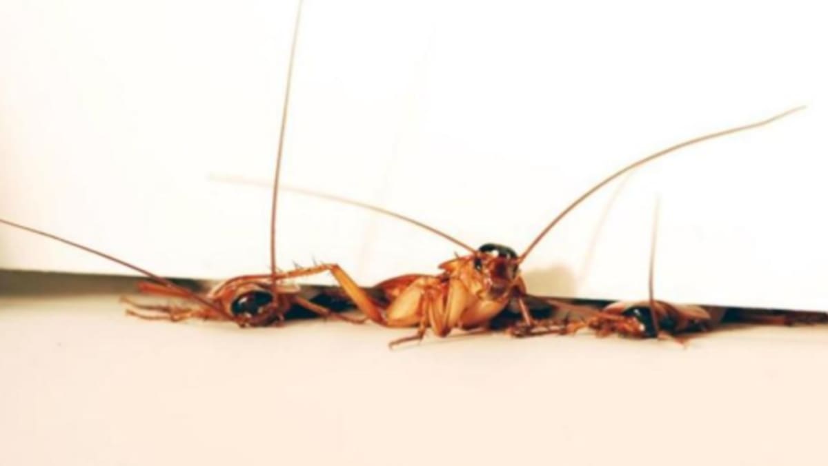 Soorabi Insect சீனாவில் கரப்பான்பூச்சி காப்பி - Seithi Mediacorp