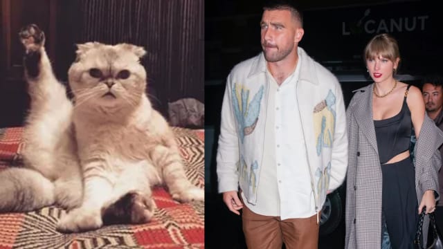 Taylor Swift爱猫“身价”惊人　比主人的球星男友高出2倍！