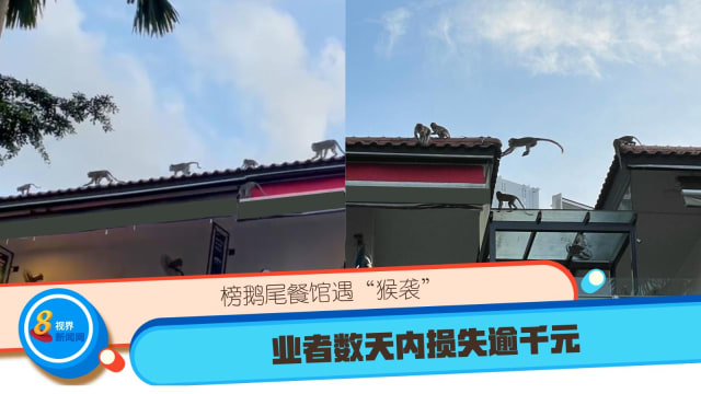 榜鹅尾餐馆遇“猴袭” 业者数天内损失逾千元