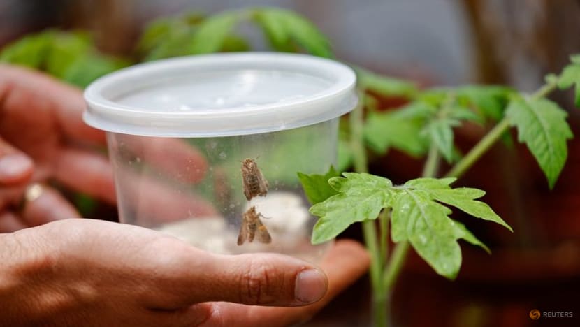 Israeli research finds that when plants talk, insects listen Israeli research finds that when plants talk, insects listen
