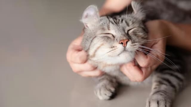 猫只寄养计划下月展开 组屋住户最多可养六只猫